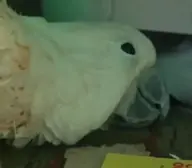 Bird cockatiel // 799x698 // 229KB