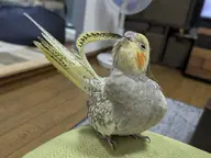 cockatiel // 680x510 // 52KB