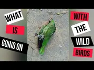 bird // 559x420 // 322KB