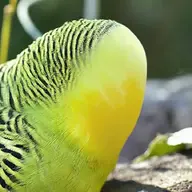 Bird budgie // 720x720 // 596KB