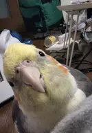 bird cockatiel // 837x1200 // 98KB