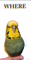 bird budgie character:connor's_budgie series:ethos_logos_pathos // 720x1392, 46s // 6.7MB