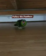 bird // 1080x1306 // 104KB