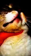 cat cat_gore character:copium48 character:copiums_cat meta:video // 480x856, 31.4s // 5.4MB