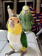 bird character:gogo_warren // 1536x2048 // 174KB