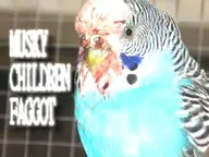bird budgie googie // 450x338 // 24KB