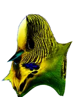 bird budgie transparent // 551x714 // 348KB