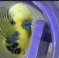 bird budgie character:dirt // 1170x1151 // 199KB