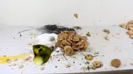 budgie cockatiel Dirt goody video // 856x480, 3.7s // 966KB