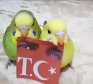 bird budgie turkey // 237x212 // 5.5KB