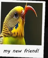 budgie // 525x625 // 52KB