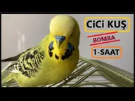 bird budgie cicikus // 640x480 // 41KB