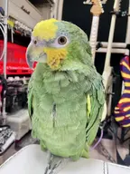 bird character:gogo_warren // 675x900 // 113KB