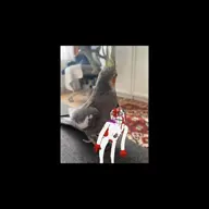 bird character:mgk character:migration cockatiel meta:video // 720x720, 9.3s // 2.6MB