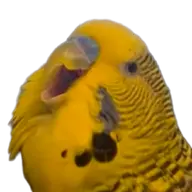 budgie // 847x846 // 488KB