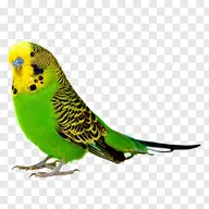 bird budgie // 400x400 // 102KB