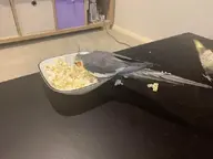 cockatiel // 640x480 // 26KB