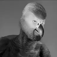 african_grey_parrot bird character:gigachad // 1440x1440 // 83KB