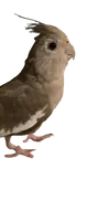 bird character:eve cockatiel transparent // 339x735 // 137KB