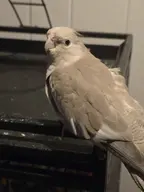 bird character:eve cockatiel // 3000x4000 // 306KB