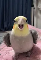 bird cockatiel // 614x900 // 47KB