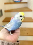 budgie // 666x900 // 55KB