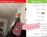 cockatiel // 793x618 // 45KB