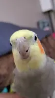 cockatiel // 720x1280, 26.5s // 3.2MB