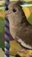 bird character:eve cockatiel // 255x451 // 192KB