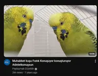 bird budgie // 446x348 // 182KB