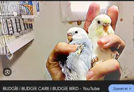 bird budgie // 712x489 // 677KB