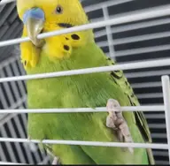 bird budgie // 1024x1005 // 94KB