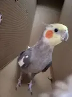 cockatiel // 608x811 // 331KB