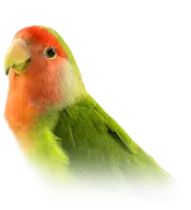 bird lovebird transparent // 410x449 // 35KB