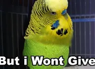 budgie // 375x275 // 183KB