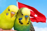 bird budgie turkey // 1536x1024 // 2.8MB