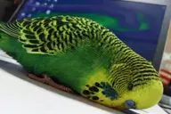 bird budgie // 1536x1024 // 2.5MB