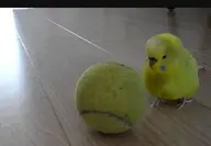 bird budgie // 327x227 // 97KB