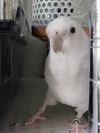 cockatiel // 894x1192 // 106KB