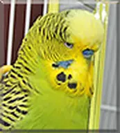 bird budgie // 90x100 // 7.6KB