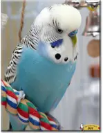 bird budgie character:dirt // 896x1152 // 1.5MB