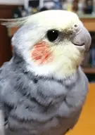 cockatiel // 976x1392 // 133KB