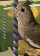 bird character:eve cockatiel // 327x451 // 14KB