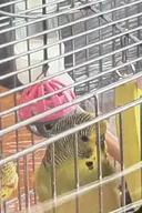 Bird budgie character:dirt // 547x823 // 601KB