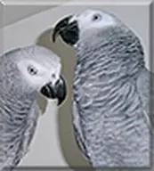 african_grey_parrot bird // 90x100 // 6.3KB