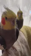 cockatiel video // 720x1280, 9.6s // 1.2MB