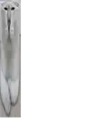 cat transparent // 438x600 // 83KB