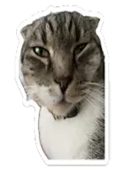 character:copiums_cat transparent // 1129x1543 // 1.0MB