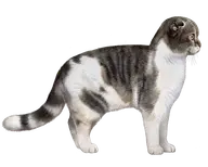 cat character:copiums_cat transparent // 450x360 // 151KB