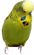 budgie Dirt // 2008x3260 // 6.5MB